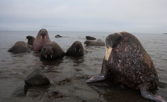 Atlantic Walrus