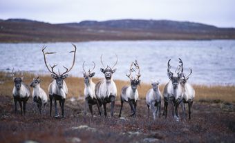 Caribou