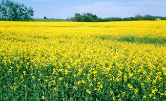 Canola